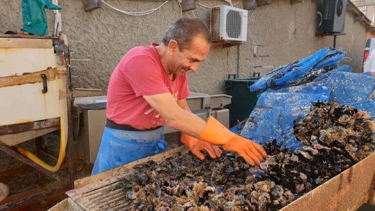 Conchy'Thau Sète - Vente de coquillages