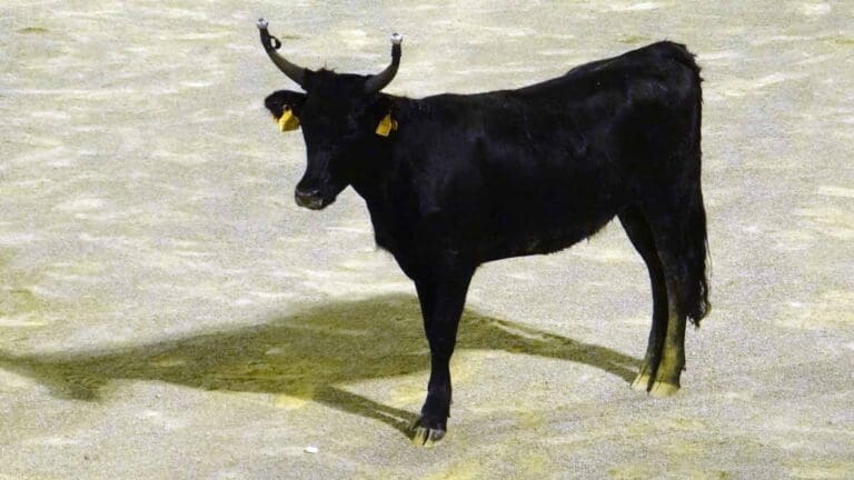 Arènes du Cap d'Agde - Événements Spectacles