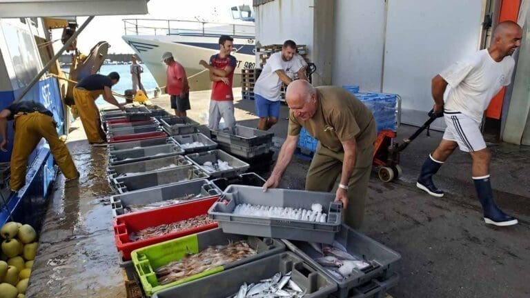 Criée aux poissons de Sète - Port de Sète