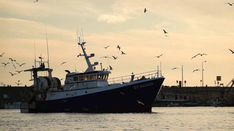 Criée aux poissons de Sète - Port de Sète