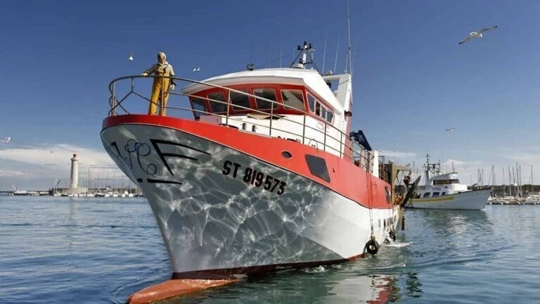 Criée aux poissons de Sète - Port de Sète