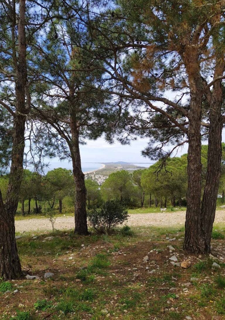 Forêt des Pierres Blanches - Forêt domaniale à Sète