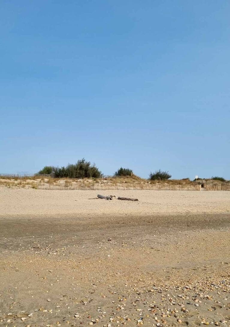 Plage Vassal autorisée aux chiens Sète