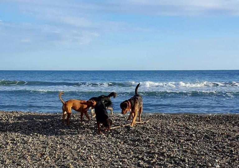 Plage des Aresquiers Frontignan