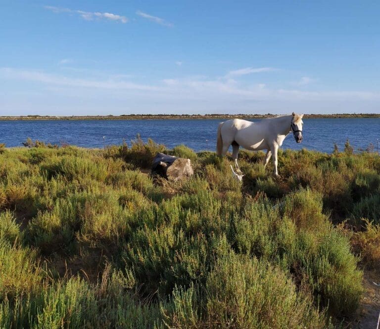 Frontignan Ville de Frontignan 5
