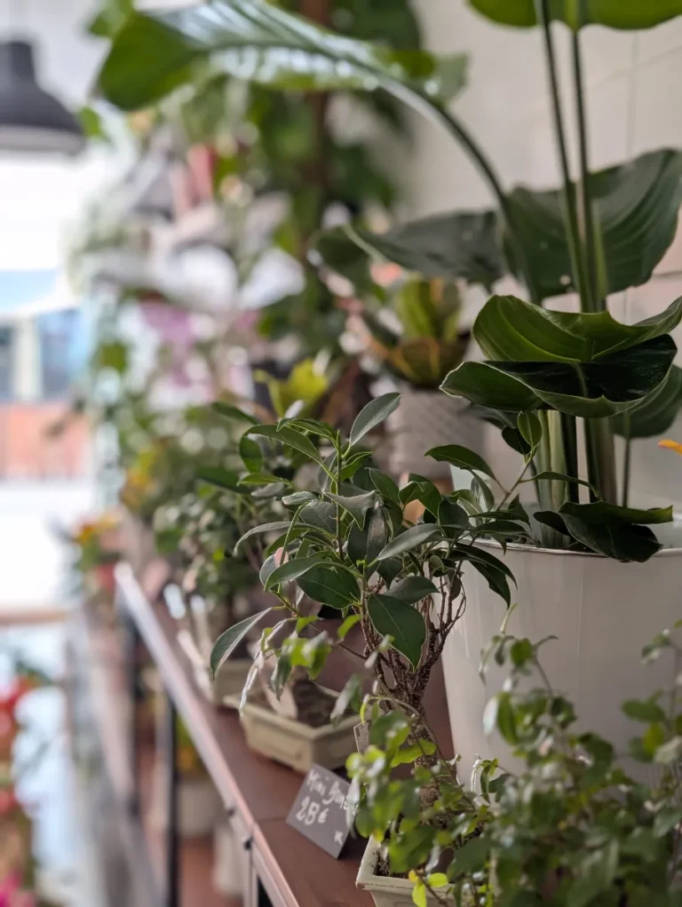 Mon Rêve Fleuri
