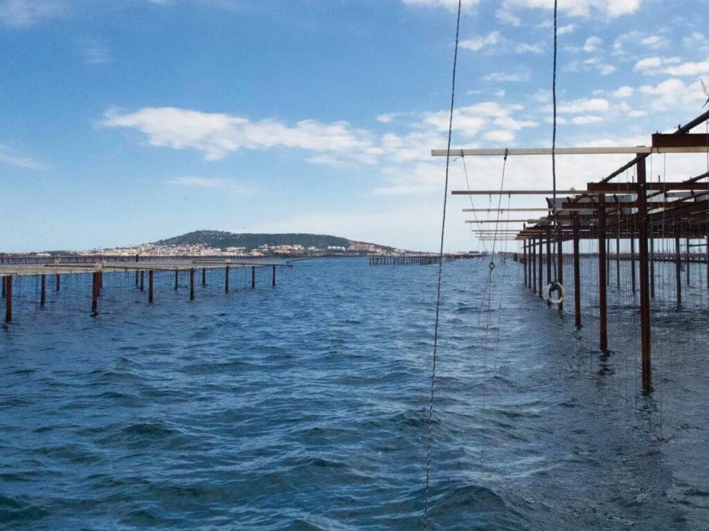 Les coquillages de Thau sont de retour !