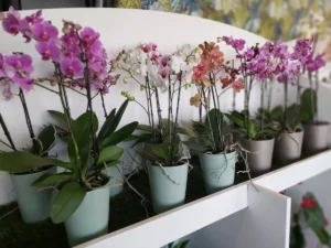 Agath' et Fleurs à Agde