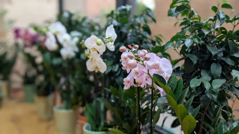 Fleur par Nature Balaruc