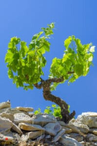 Ici7 Frontignan Visite Muscat De Frontignan Une Histoir 1770116304 C11f6659