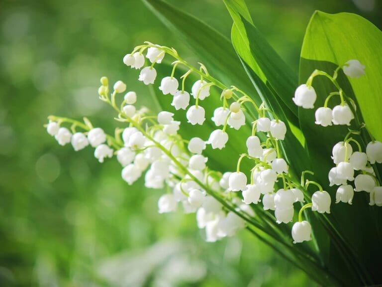 Muguet Sète : où en acheter pour le 1er mai ? Les meilleurs fleuristes