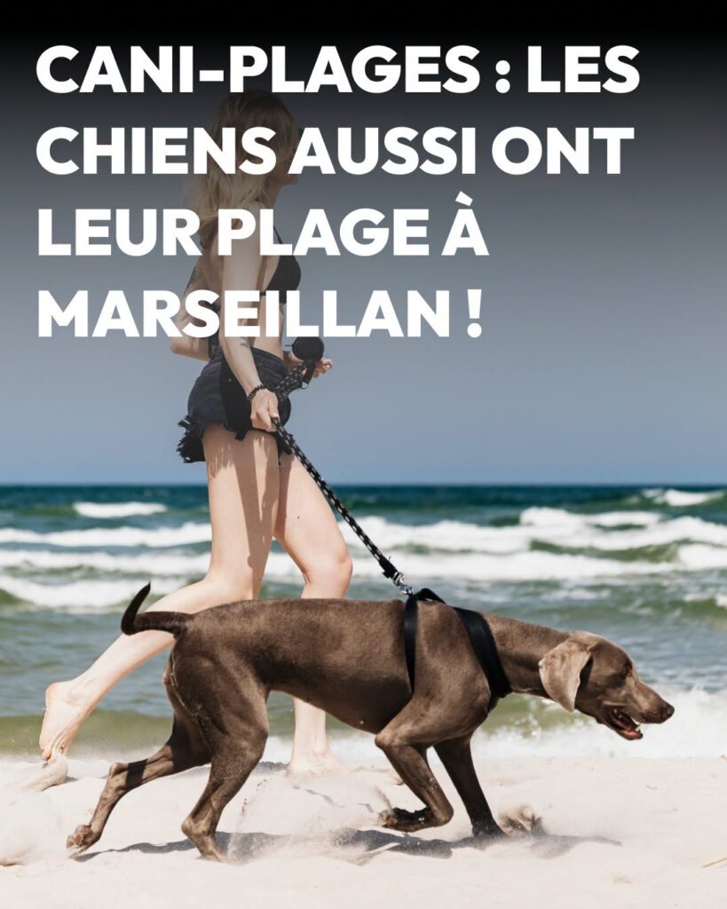Cani-Plages à Marseillan : 4 zones pour vos chiens - ici7 cani plages a marseillan 4 zones pour vos chiens image 2 a4825c 1 Ici7 Cani Plages A Marseillan 4 Zones Pour Vos Chiens Image 2 A4825c