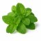 Ici7-Ingredient-Menthe