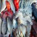 Peïdolade soupe de poissons à Sète