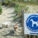 Sete-Plages-autorisees-aux-chiens.jpg