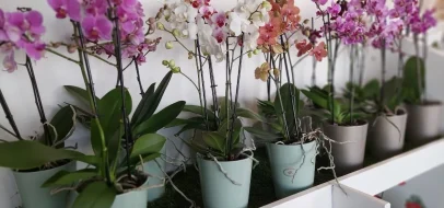 Agath' et Fleurs à Agde