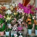 La Fée Des Fleurs